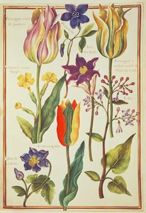 PD.109-1973.f30 Blomsterstudier (wc på vellum)